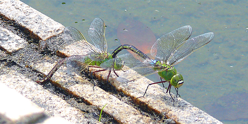 �M�������}