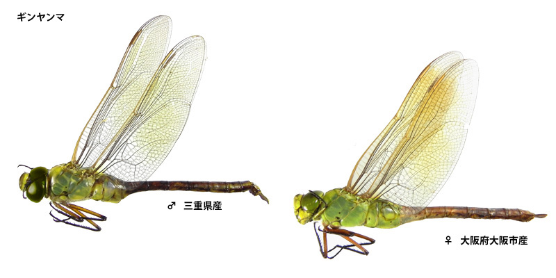 �M�������}