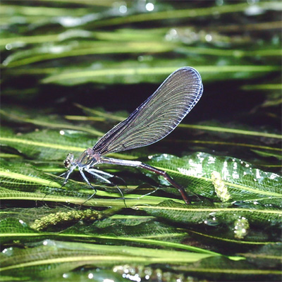 �n�O���g���{��