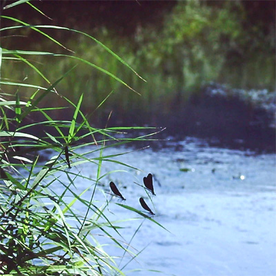 �n�O���g���{