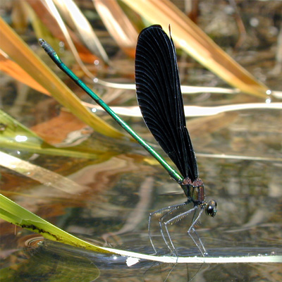 �n�O���g���{��