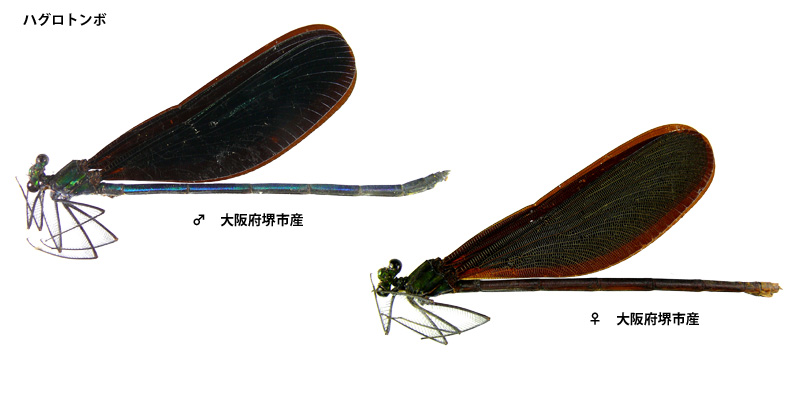 �n�O���g���{