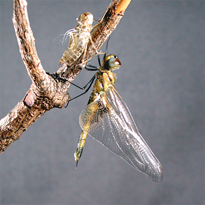 �n�l�r���g���{