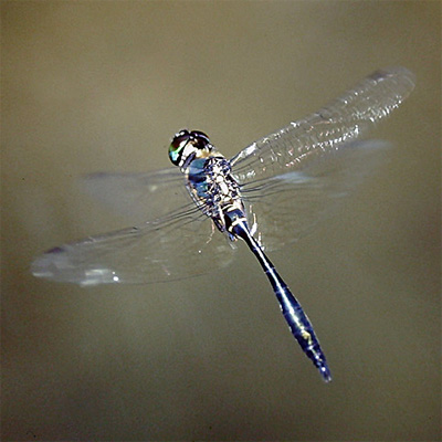 �n�l�r���G�]�g���{��