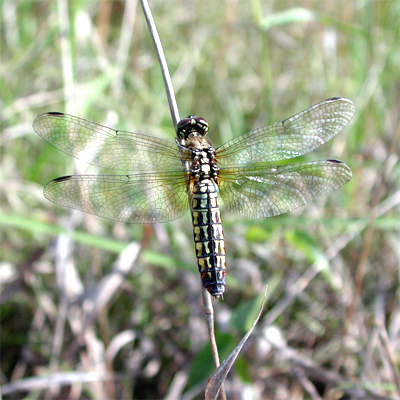 �n���r���g���{��