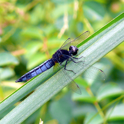 �n���r���g���{��