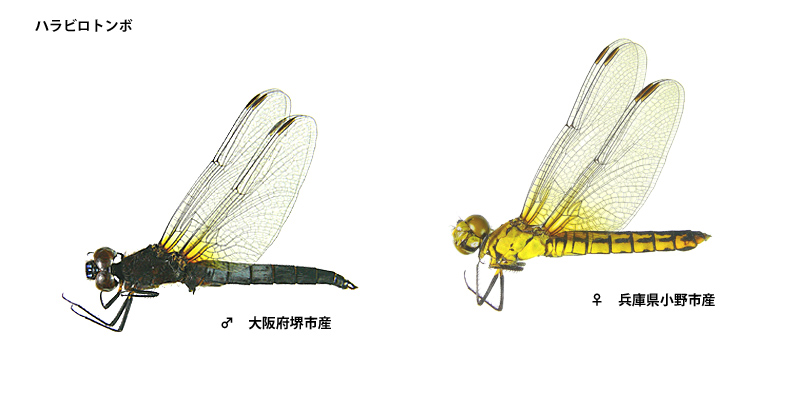 �n���r���g���{