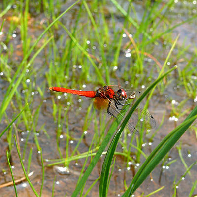 �n�b�`���E�g���{��