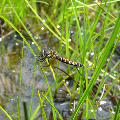 �n�b�`���E�g���{��