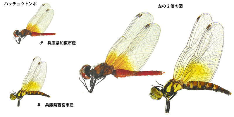 �n�b�`���E�g���{