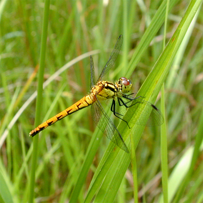 �q���A�J�l��