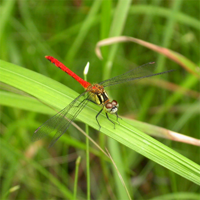 �q���A�J�l��