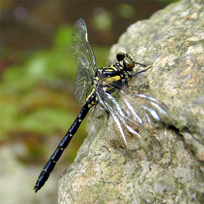 �q���N���T�i�G��