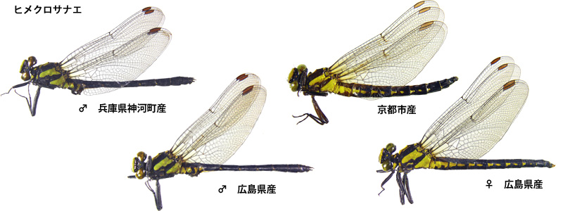 �q���N���T�i�G