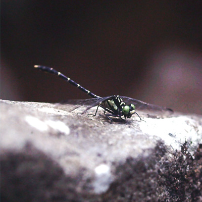 �q���T�i�G��