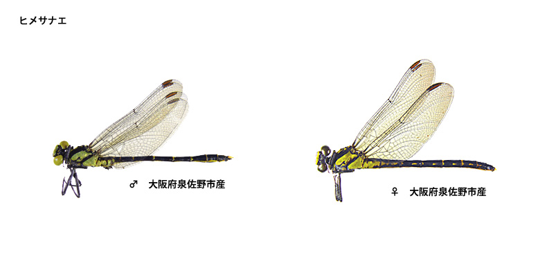 �q���T�i�G