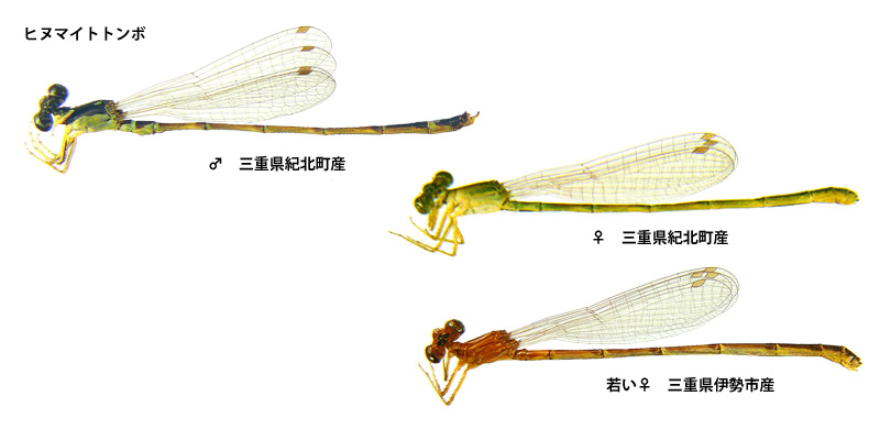 �q�k�}�C�g�g���{