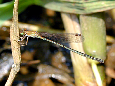 �q�k�}�C�g�g���{��