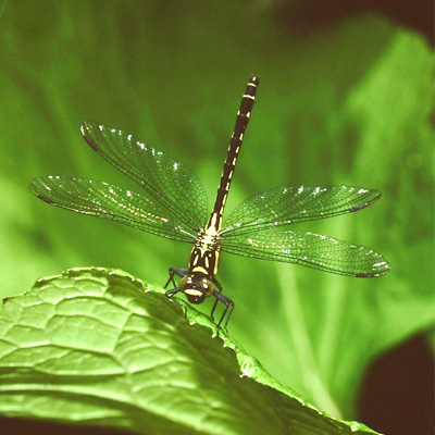 �q���T�i�G��