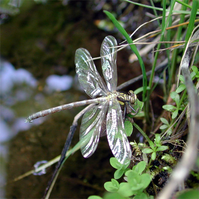 �q���T�i�G��