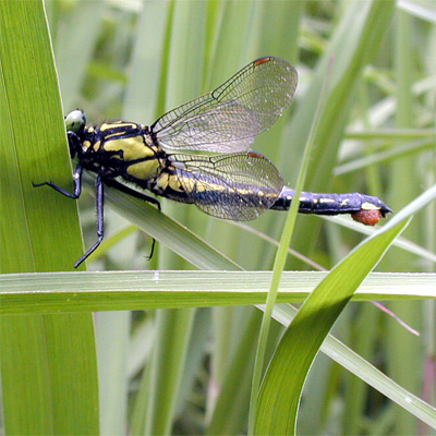 �z���T�i�G��