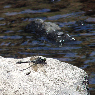 �z���T�i�G��