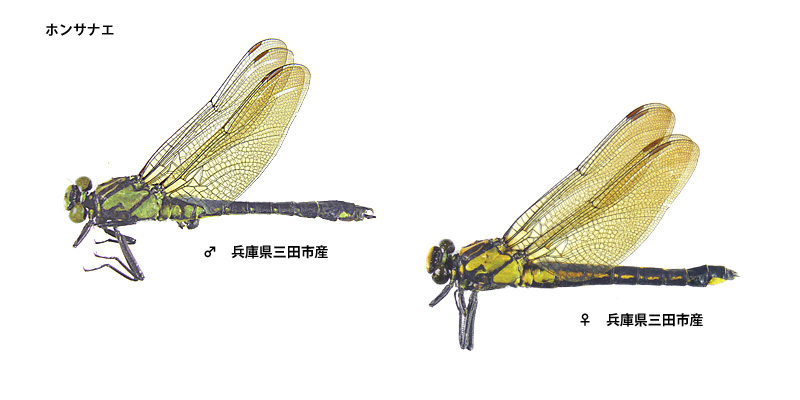 �z���T�i�G