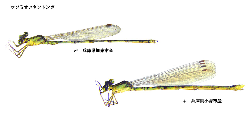 �z�\�~�I�c�l���g���{