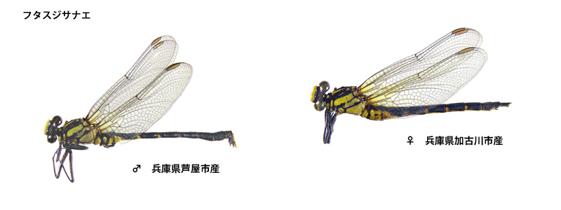 �t�^�X�W�T�i�G