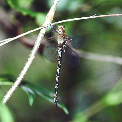 �J�g�������}��