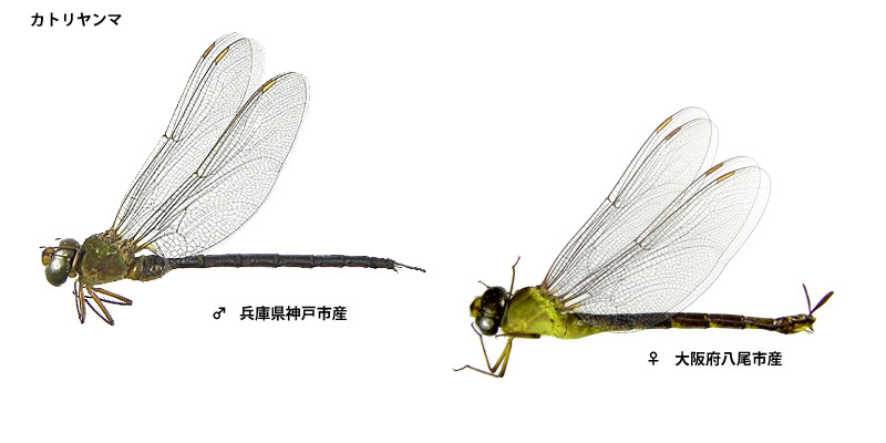 �J�g�������}