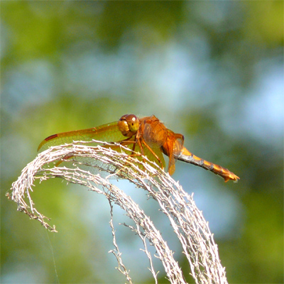 �L�g���{��