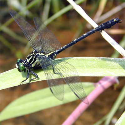 �L�C���T�i�G��