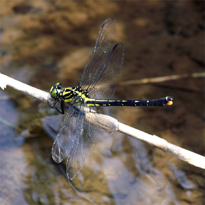 �L�C���T�i�G��