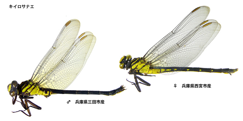 �L�C���T�i�G