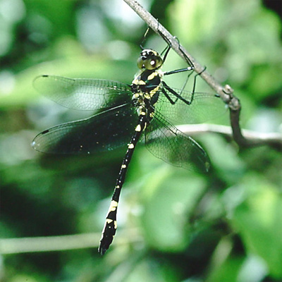 �L�C�����}�g���{��