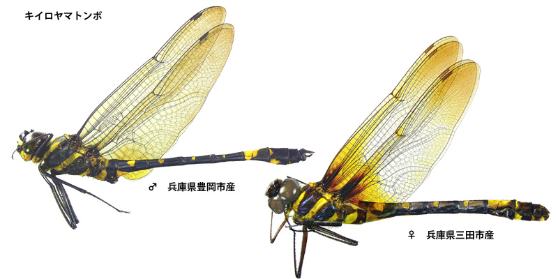 �L�C�����}�g���{