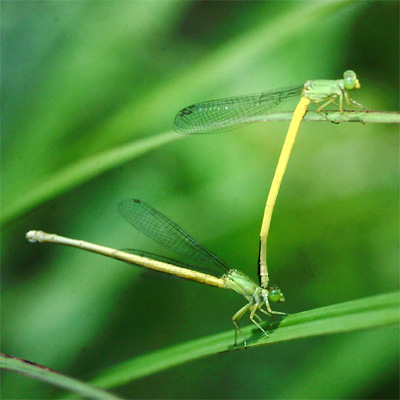 �L�C�g�g���{