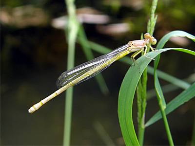 �L�C�g�g���{��