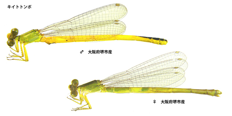 �L�C�g�g���{