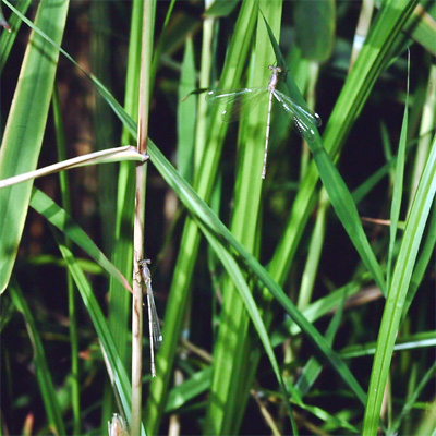 �R�o�l�A�I�C�g�g���{