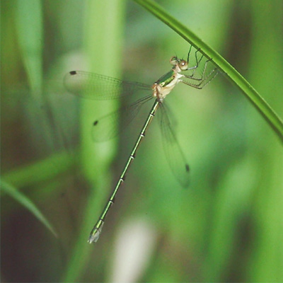 �R�o�l�A�I�C�g�g���{��