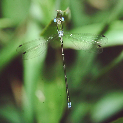 �R�o�l�A�I�C�g�g���{��