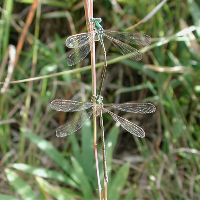 �R�o�l�A�I�C�g�g���{