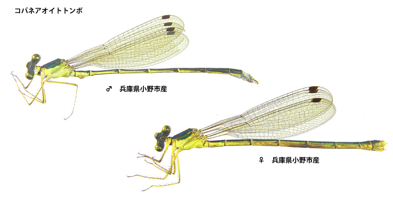 �R�o�l�A�I�C�g�g���{