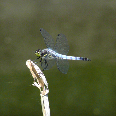 �R�t�L�g���{��