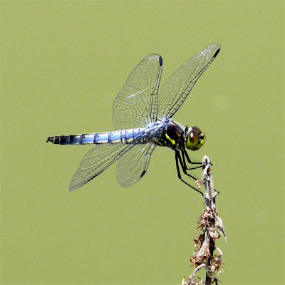 �R�t�L�g���{��