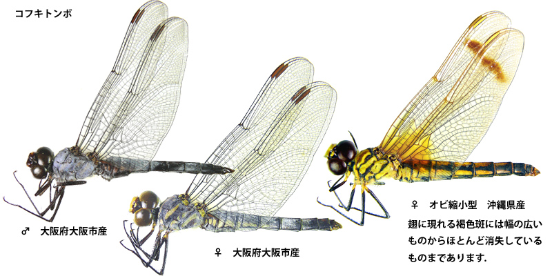 �R�t�L�g���{