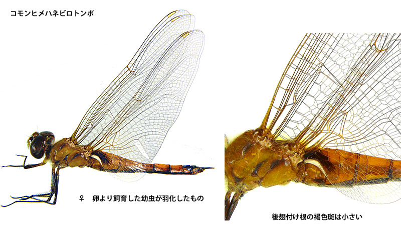 �R�����q���n�l�r���g���{