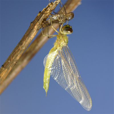 �R�����q���n�l�r���g���{